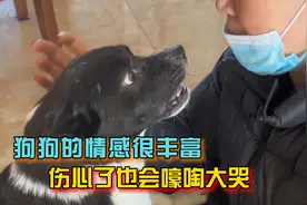 狗狗的情感能有多丰富，原来伤心了也会嚎啕大哭！