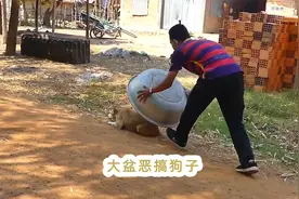 正在休息的狗子遭国外小伙恶搞，突然用大盆盖住会是啥反应？视频封面