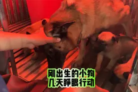 刚出生的小狗几天睁眼行动？什么时候可以训练？训犬师解答疑惑