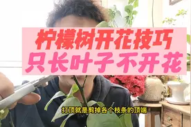 柠檬树不开花怎么办？柠檬树开花技巧视频封面