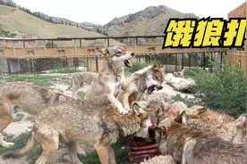 狼群抢食速度有多快？50斤牛排拖拽生啃，壮狼浑身炸毛宣战小狼王视频封面