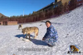 狼对感情专一吗？狼王老婆上前讨肉被拒绝，夫妻狼感情出现裂缝？视频封面