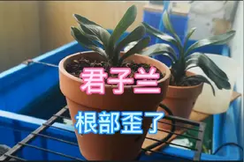 我的小型球拍君子兰根部长歪了，加紧养护采取措施纠正它，来学学视频封面