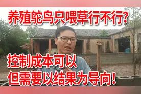 养殖鸵鸟只喂草行不行？养殖成本的降低，需要以结果不变为原则视频封面