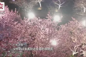 武汉的樱花开啦！浪漫夜樱美翻天视频封面