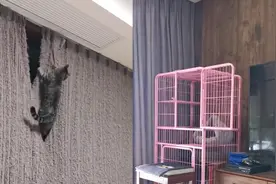 4只猫咪用两年时间将窗帘抓成流苏状，看到窗帘对比网友惊呆了视频封面