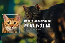 世界上最罕见的猫，在水下打猎视频封面