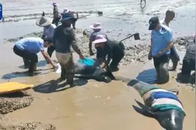 12头领航鲸搁浅台州海域视频封面