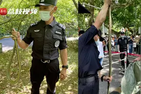 高考考点门口树上惊现1.5米大蛇 特警3分钟徒手抓住带离