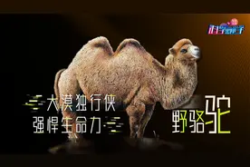 大漠之王，秒杀百万越野车，比大熊猫珍贵，全世界仅剩不到1000头视频封面