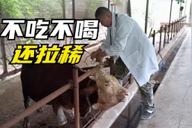 牛不吃不喝还拉稀，有可能是腹膜炎，看看吴兽医如何治疗视频封面