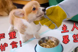 面对小柯基的严重护食，主人暴怒出手，结果大快人心！视频封面