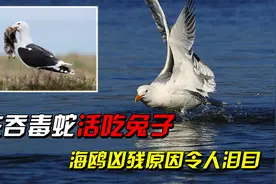 生吞毒蛇活吃兔子，携带超级细菌，海鸥凶残原因令人泪目？