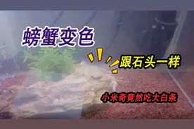 螃蟹竟然还会变色，颜色变得跟石头一模一样，小米琪把大白条啃伤视频封面