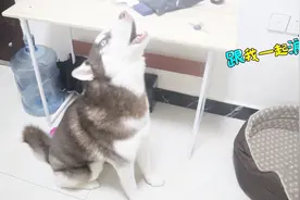 楼下收废品的一来，哈士奇就开始狼嚎，到底是什么原因？视频封面