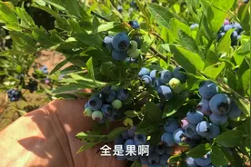 大山里的蓝莓成熟了，半米高的小树结的满满噔噔，看着就想吃！视频封面