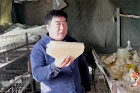 鹅贩子挑剩下的鹅咋出手？老张教你专业脱鹅毛，自备年货不用愁！视频封面