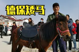 汉中大叔15000元买德保矮马，过年古镇供小孩骑行挣钱，生意怎样视频封面