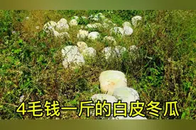 60亩地的冬瓜成熟了，广东老板出4毛钱一斤收购，种植蔬菜太难了视频封面