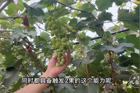 葡萄的一茬果用不上，想用二茬果挽回收益，该怎么操作实现？视频封面