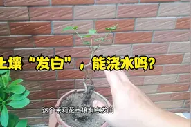 新买的茉莉花一定要这么做，很多花友不知道，不然很容易黄叶！视频封面