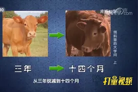 原本180天长大的鸡，如今只需40天，它们究竟吃了啥？|走近科学视频封面