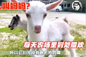 出生小羊看到人就叫妈妈，跟着领头羊四处撒欢，可爱模样太治愈了视频封面