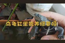 绿萝有毒，能养在鱼缸龟缸吗？乌龟吃了绿萝叶子会中毒吗？不会的