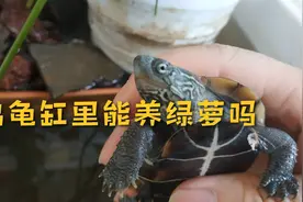 绿萝有毒，能养在鱼缸龟缸吗？乌龟吃了绿萝叶子会中毒吗？不会的视频封面