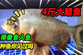 20块钱集市买了1条4斤重的白鲳鱼，长得很像食人鱼，这鱼你见过吗视频封面