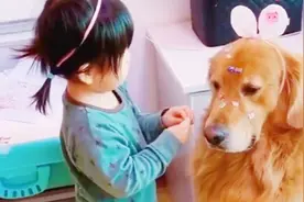 小祖宗给金毛化妆，狗子崩溃的看着主人：有我没她，有她没我！视频封面