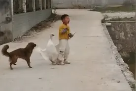 萌娃挑衅大鹅被反击狗子来护主  下一秒路人笑惨了视频封面