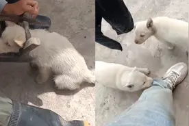调皮狗狗头卡板凳拔不出来，主人拿来锯子帮忙，狗子表情太逗了视频封面