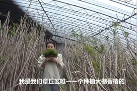 90后美女回村种植大棚香椿创业，3个月挣8万元视频封面