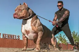 “斗狗之王”比特犬，对人类很友好，为何咬住同伴却死不松口？视频封面