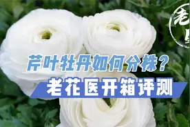 芹叶牡丹如何分株？草花如何从泥土换为泥炭？老花医开箱评测视频封面