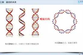 环状与链状DNA区别精讲课堂