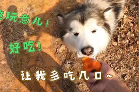 小伙带着狗狗自驾游，路上遇见一片柿子林，遍地柿子真是意外之喜视频封面
