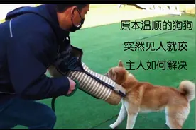 原本温顺的狗狗，突然见人就咬，看看主人如何解决？视频封面