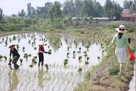 明明一大早买菜又买肉，拎上小瓜和鸡蛋，给插秧阿姨送过去视频封面
