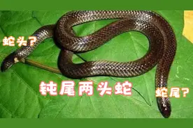 浙江一果林连续出现怪异两头蛇，会是什么蛇？不是基因突变变异蛇视频封面