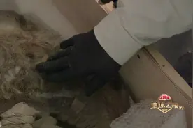 张昕宇梁红近距离触摸世界上保存最完整的猛犸象鼻，手感无与伦比