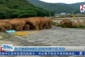 北迁象群持续在昆明市晋宁区活动视频封面