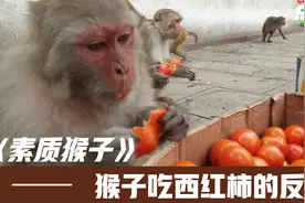猴子居然吃上了西红柿，看看猴子们会有什么反应。视频封面