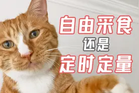 让猫咪敞开吃，还是定时定量喂？哪种方式更健康？视频封面