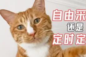 让猫咪敞开吃，还是定时定量喂？哪种方式更健康？