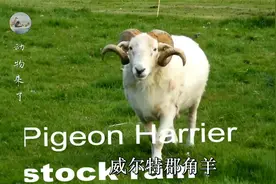威尔特郡角羊长得真好，一只只又肥又壮的，一定很值钱，专家却说