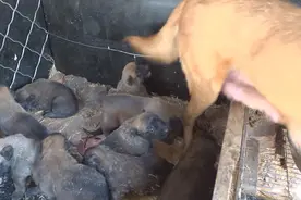 10只小狗天热喘不过气，狗窝通风喷水都没用，最后决定换地方