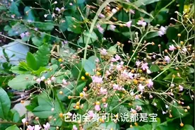 土人参骨和头煲汤，原来有这么高价值，可惜知道的人太少，看看视频封面