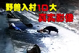 “野兽入村”10大真实影像，明目张胆攻击村民，镜头记录惊险一幕视频封面
